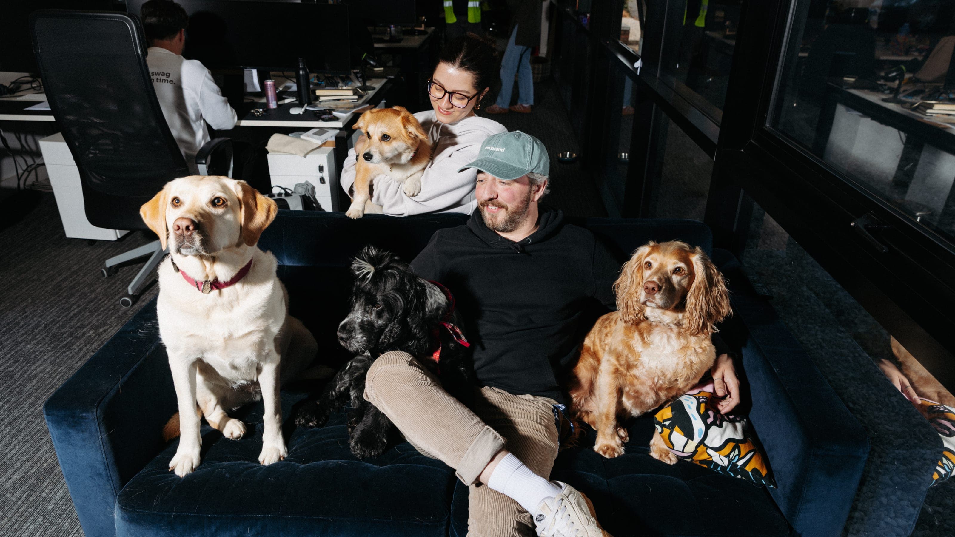 Two team members on an office sofa with four dogs, including a yellow Labrador and two spaniels